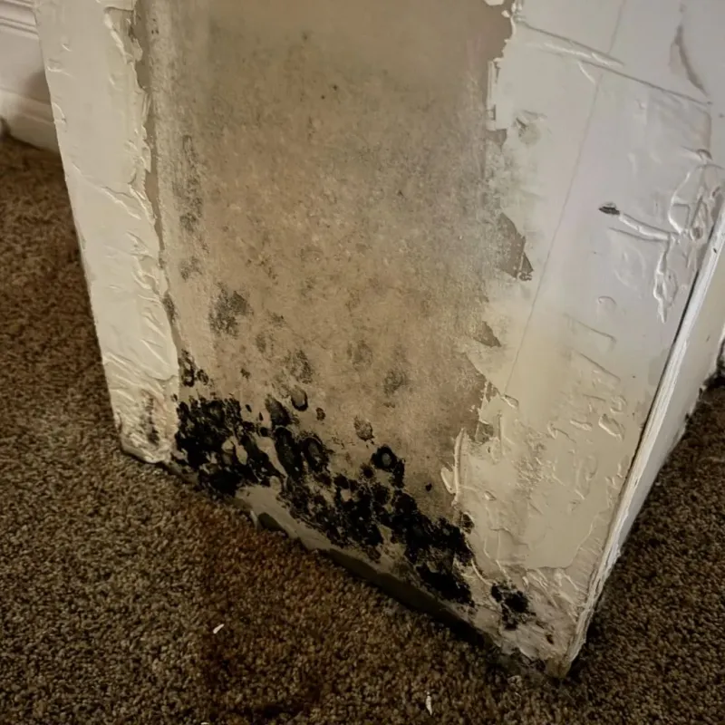 Professional Mold Removal in Shell Lake, WI